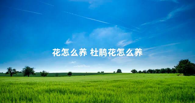 花怎么养 杜鹃花怎么养